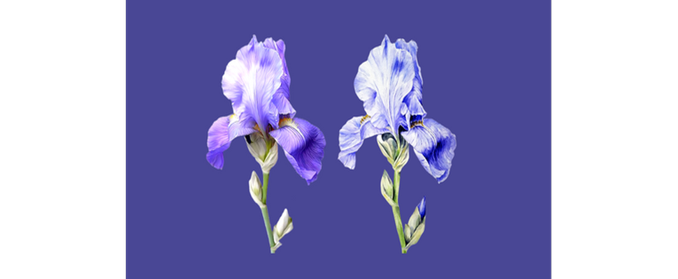 showcase-image
